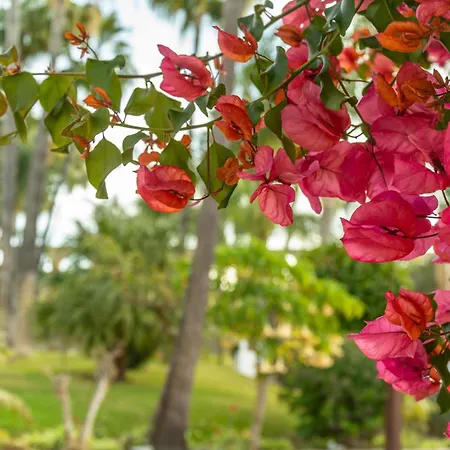 Апартаменты Palmas 17b Oasis